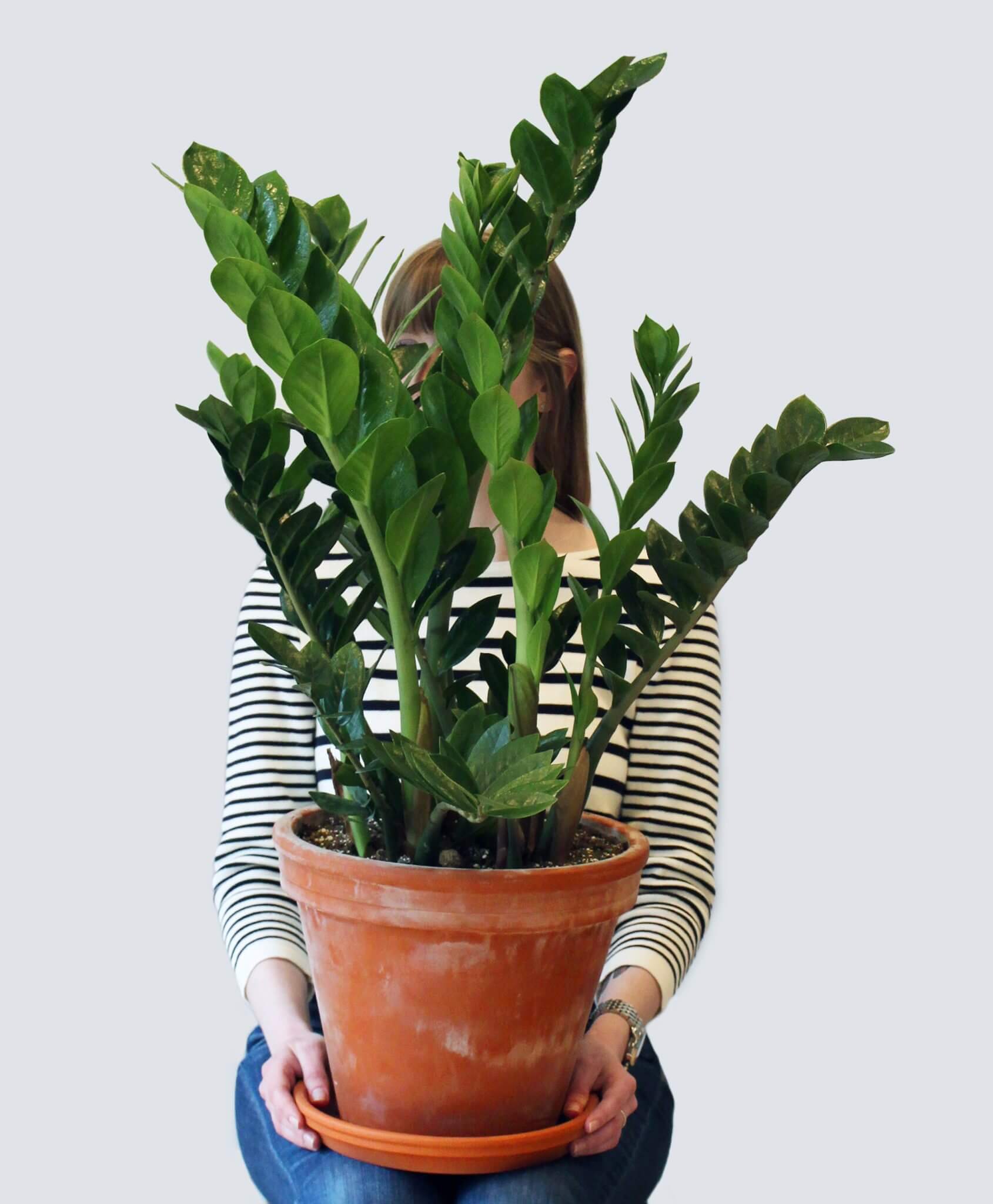 ZZ Plant as the Best-Year Round Indoor Plant