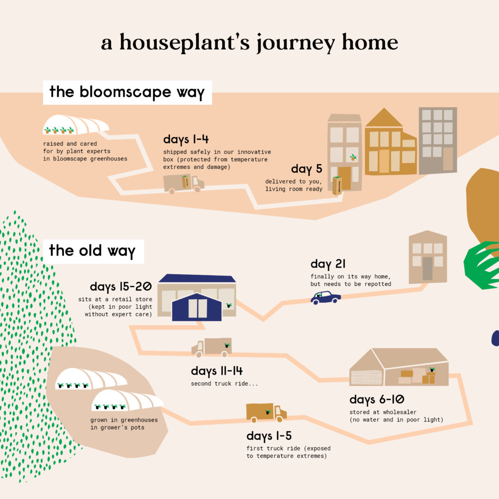 Bloomscape best and easiest way to buy indoor plants