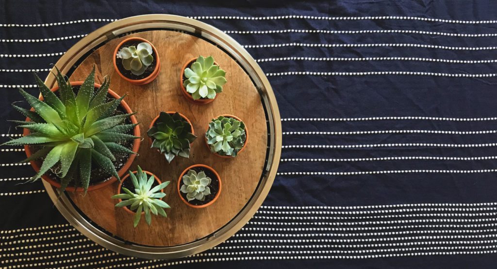 bloomscape succulents