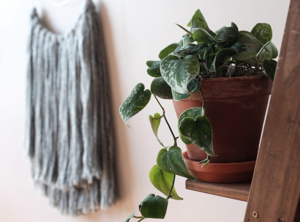 favorite patterned plants, silver satin pothos