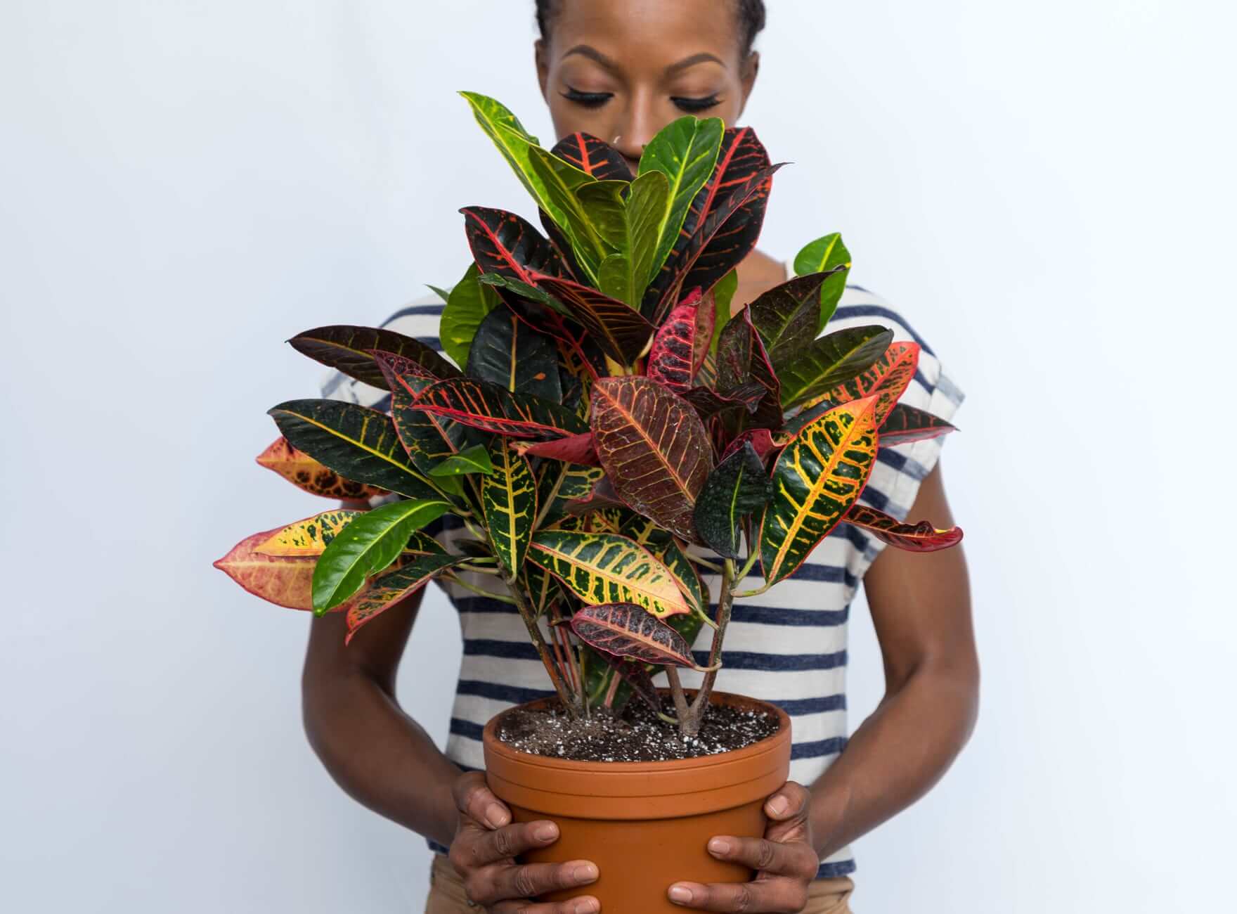 favorite patterned plants, croton petra