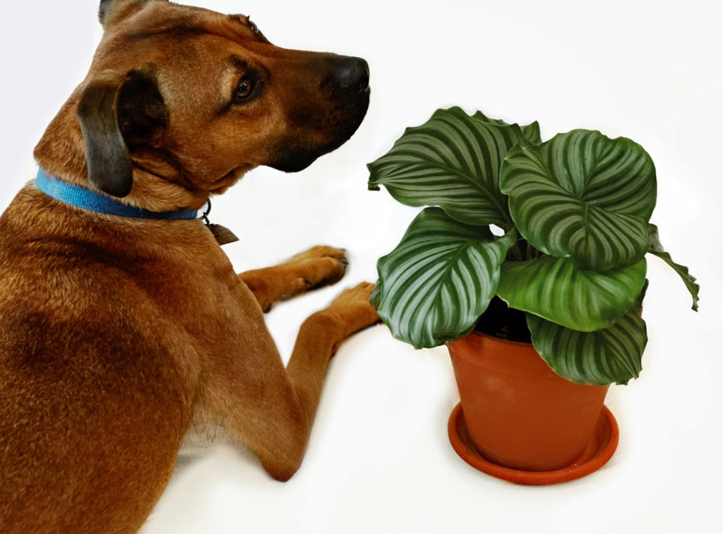 favorite patterned plants, calathea orbifolia