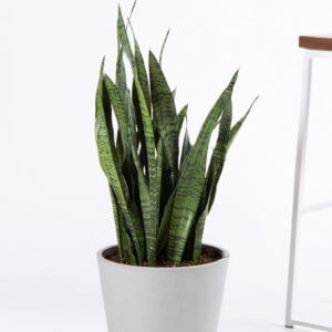 How Office Plants Help Lower Stress and Boost Focus | Bloomscape