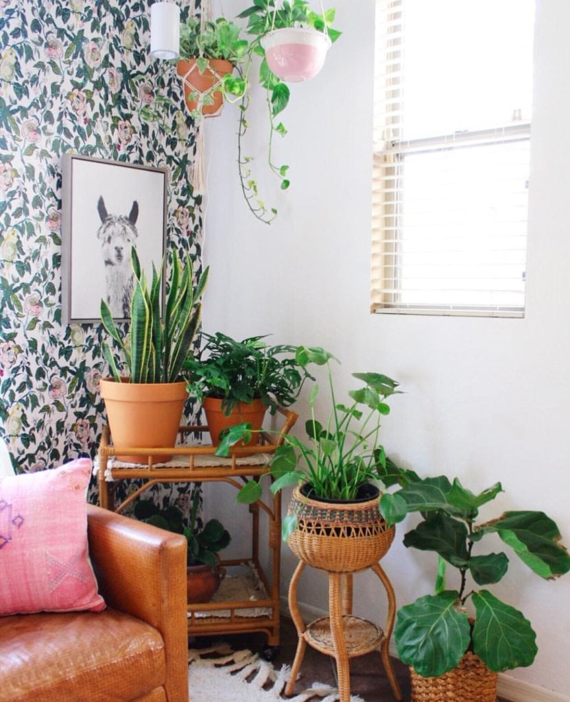 colorful bohemian home, bohemian style plants