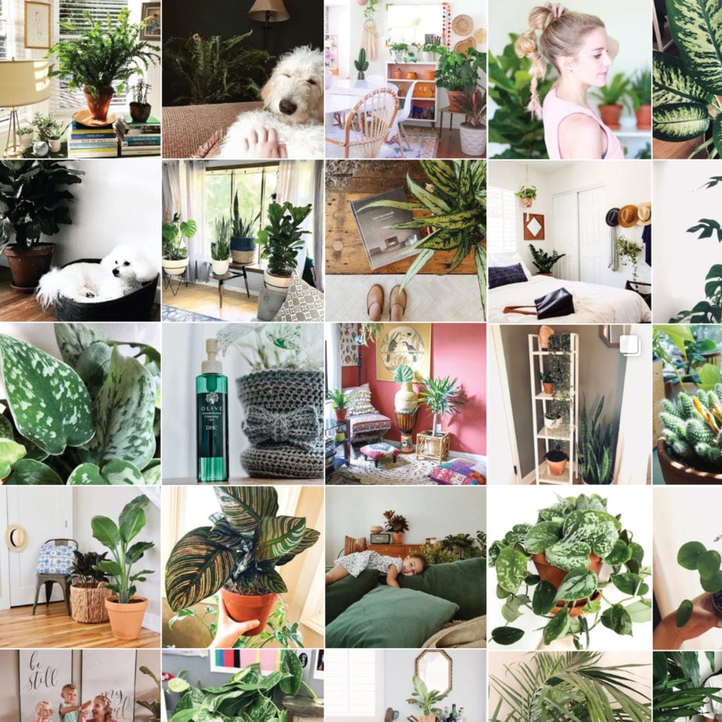 Bloomscape Indoor Plant Delivery