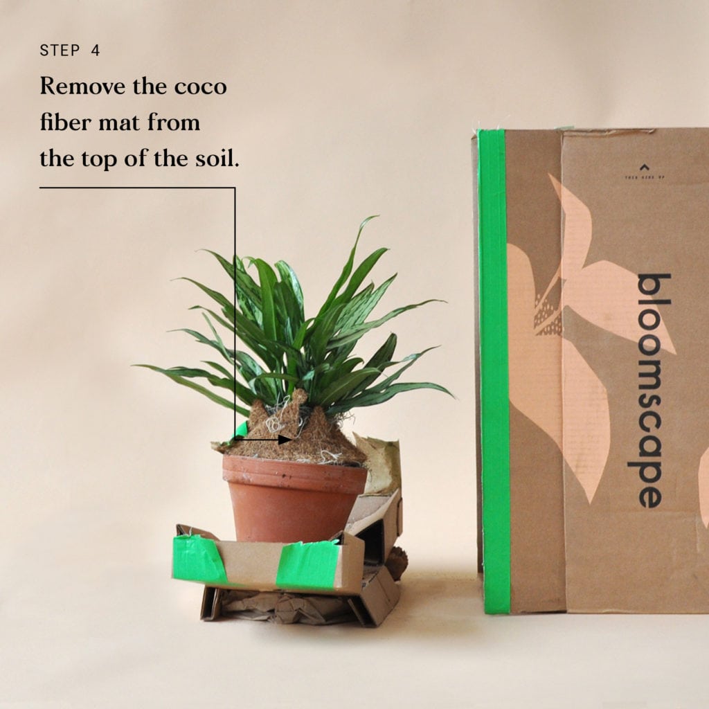 Indoor Plant Delivery Bloomscape Step 4