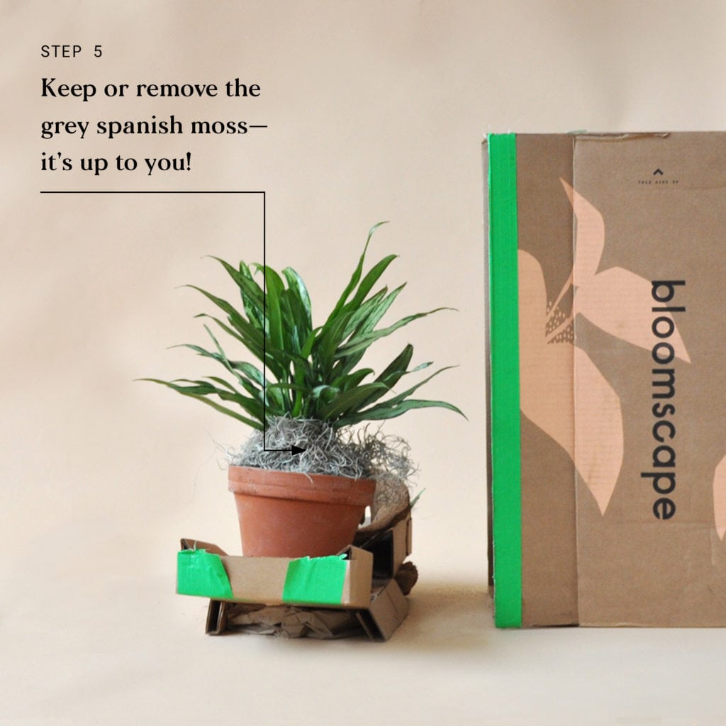 Indoor Plant Delivery Bloomscape Step 5