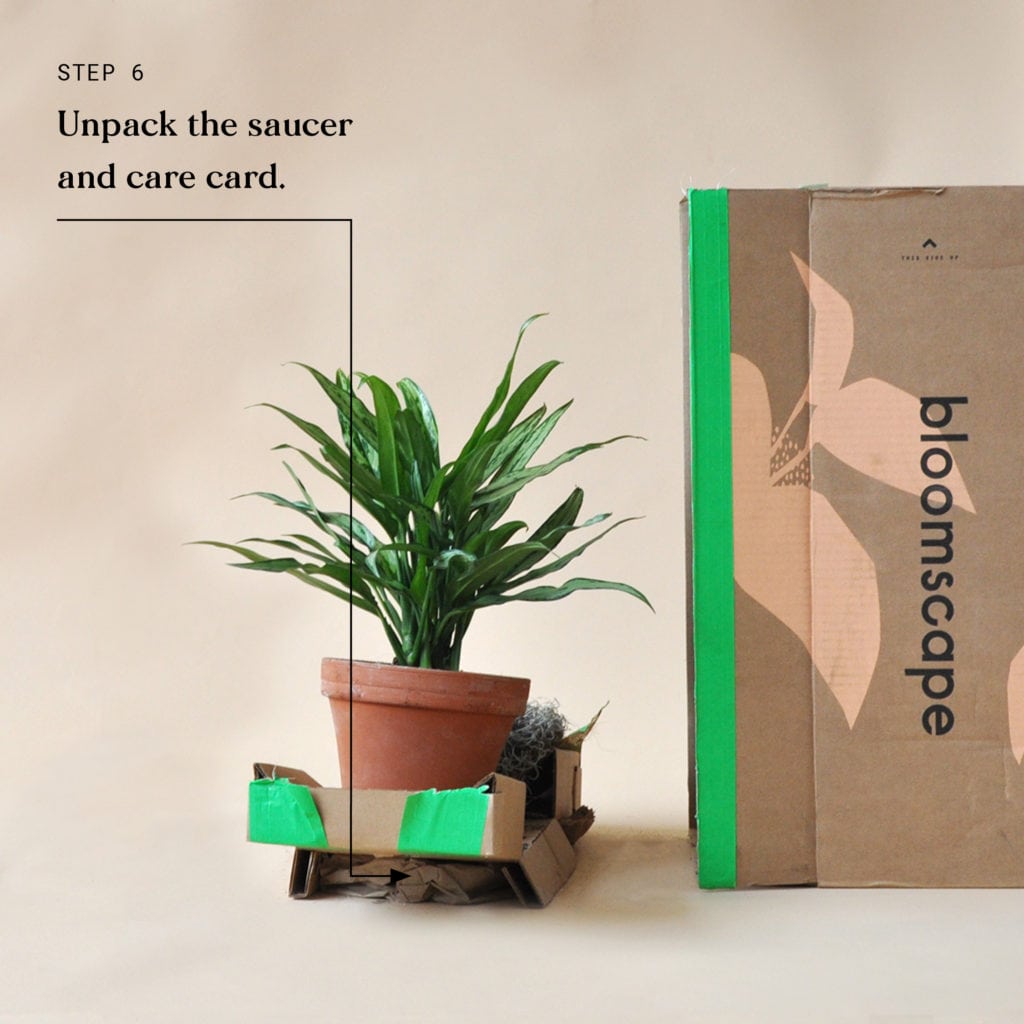Indoor Plant Delivery Bloomscape Step 6