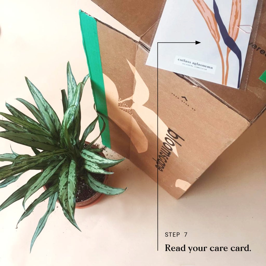 Indoor Plant Delivery Bloomscape Step 7