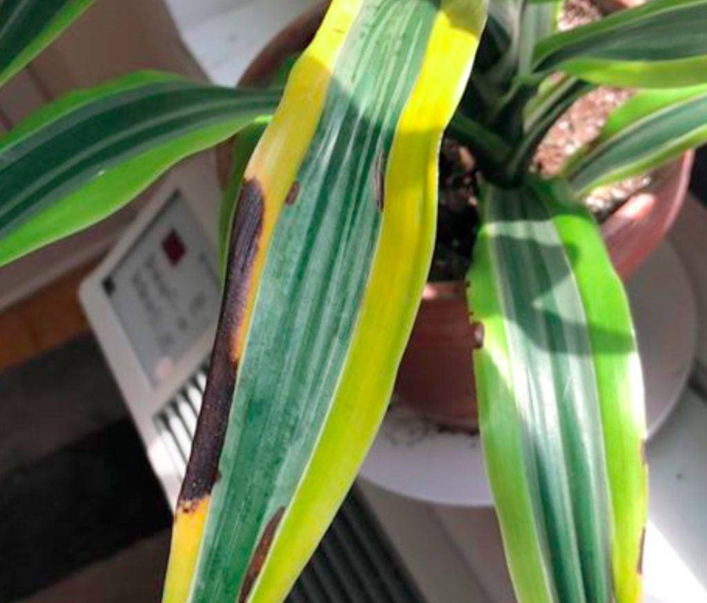 Houseplant Care: Brown spots on my Dracaena?
