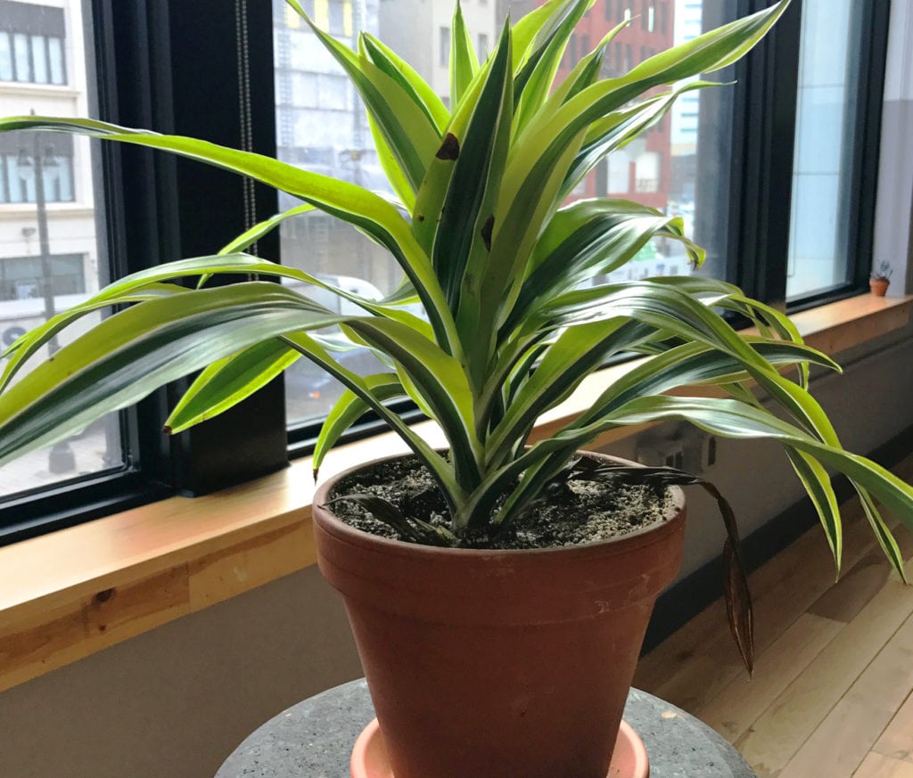 Houseplant Care: Brown spots on my Dracaena?