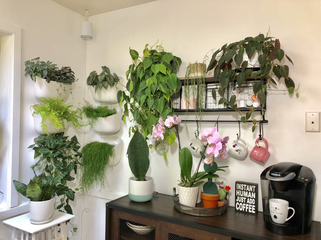 Plant Life Series: A Modern Bohemian Plant Paradise in Chicago