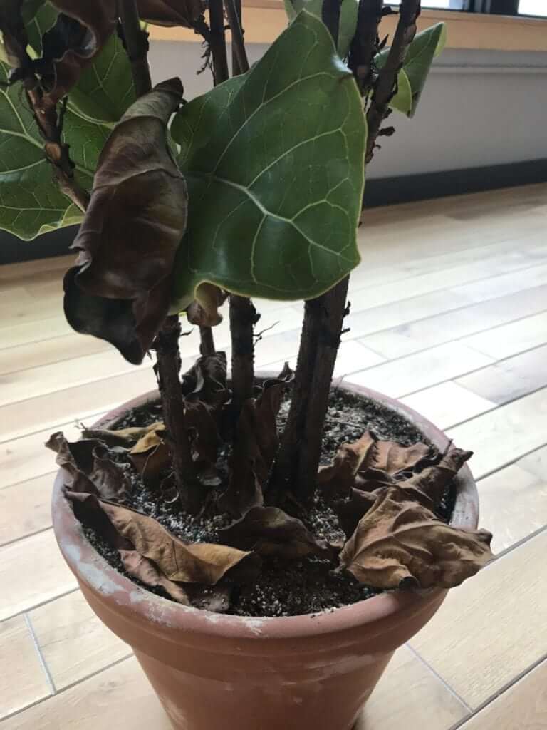 what's wrong with my Fiddle Leaf Fig