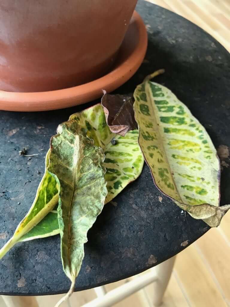 What's Wrong with My Croton Petra?