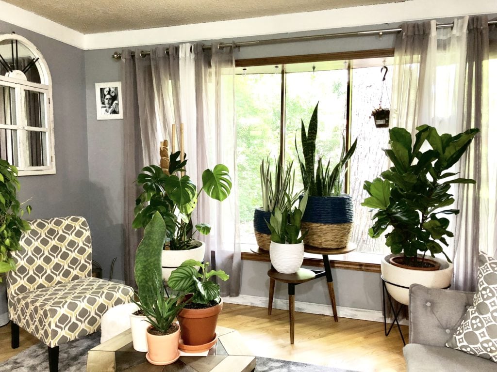 Plant Life Series: A Modern Bohemian Plant Paradise in Chicago