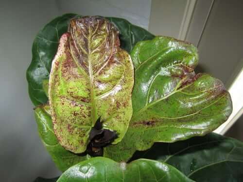Bacterial Leaf Spot on Fiddle Leaf Fig