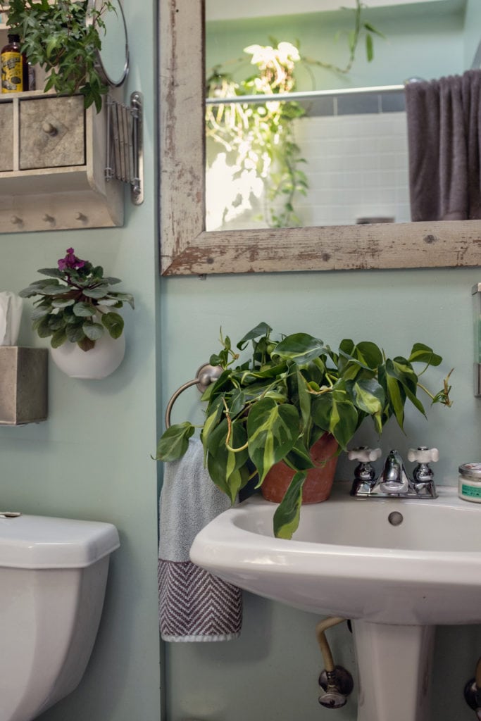 plants for apartments, plants for small spaces at Bloomscape