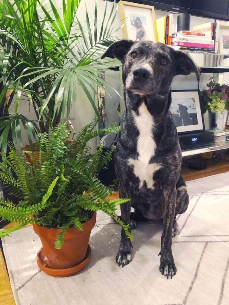 safe houseplants for cats and dogs