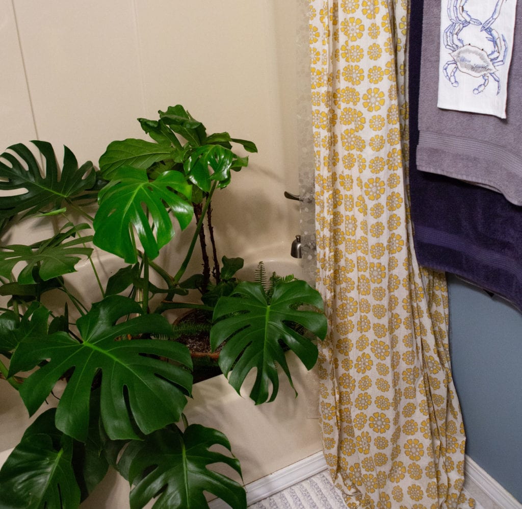 Increase humidity for plants