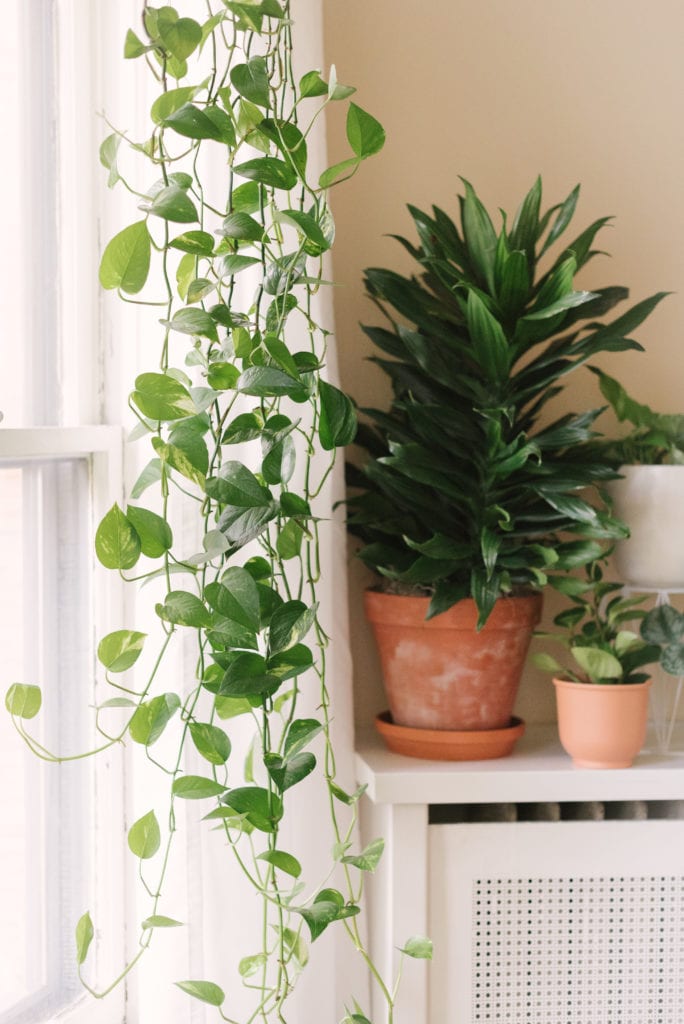 Plant Life Series: A Minimalist, Mid-Century Modern Detroit Home