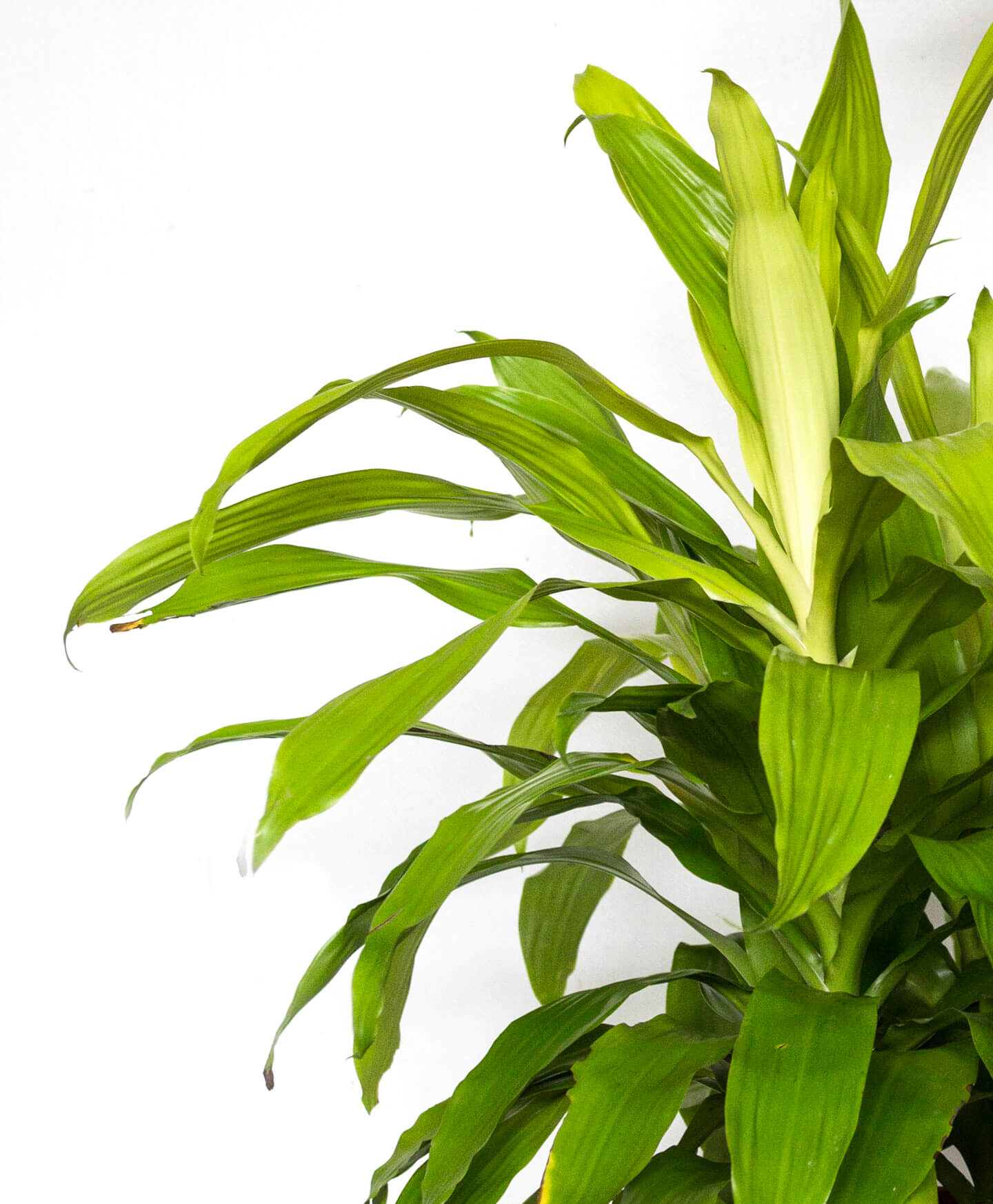 Buy potted Dracaena Limelight