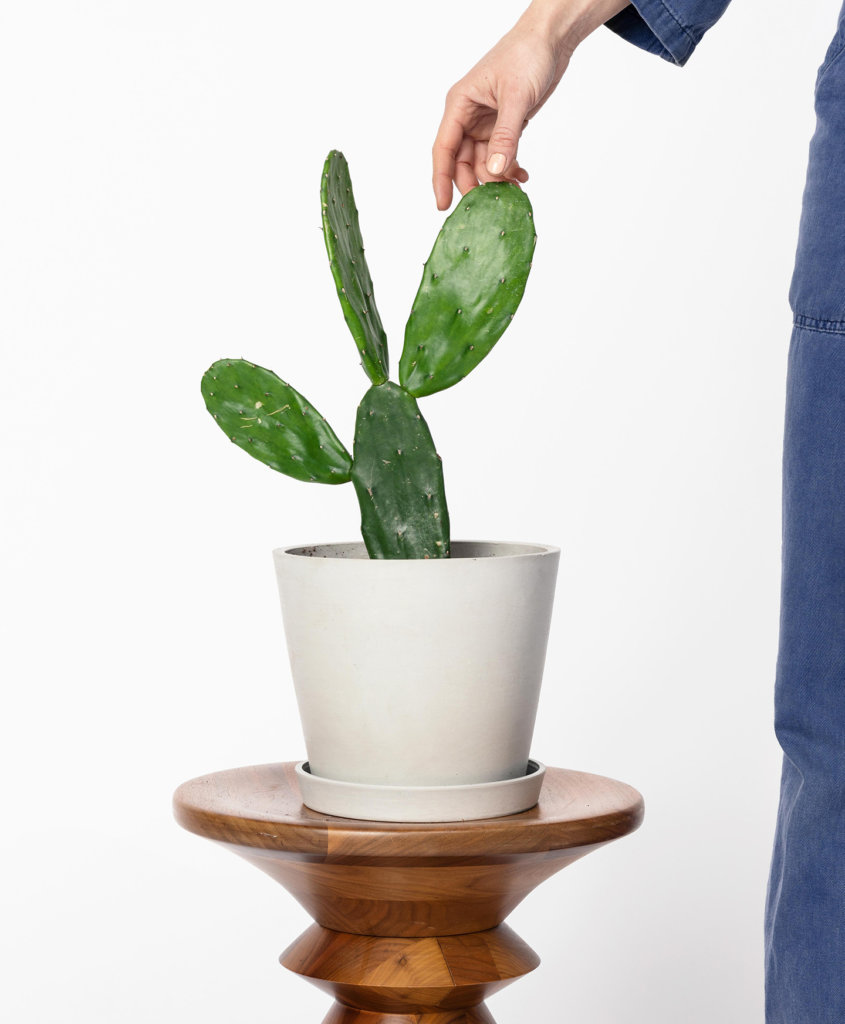 Buy Potted Bloomscape Prickly Pear Cactus