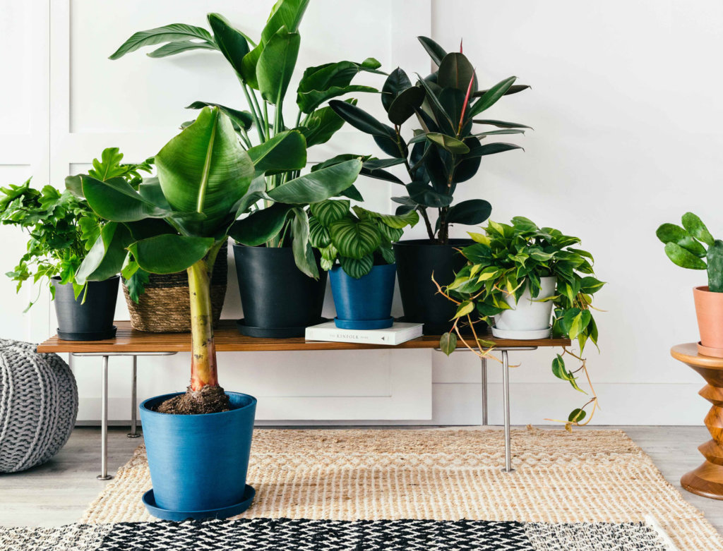 Bloomscape Healthy Potted Indoor Plants Delivered