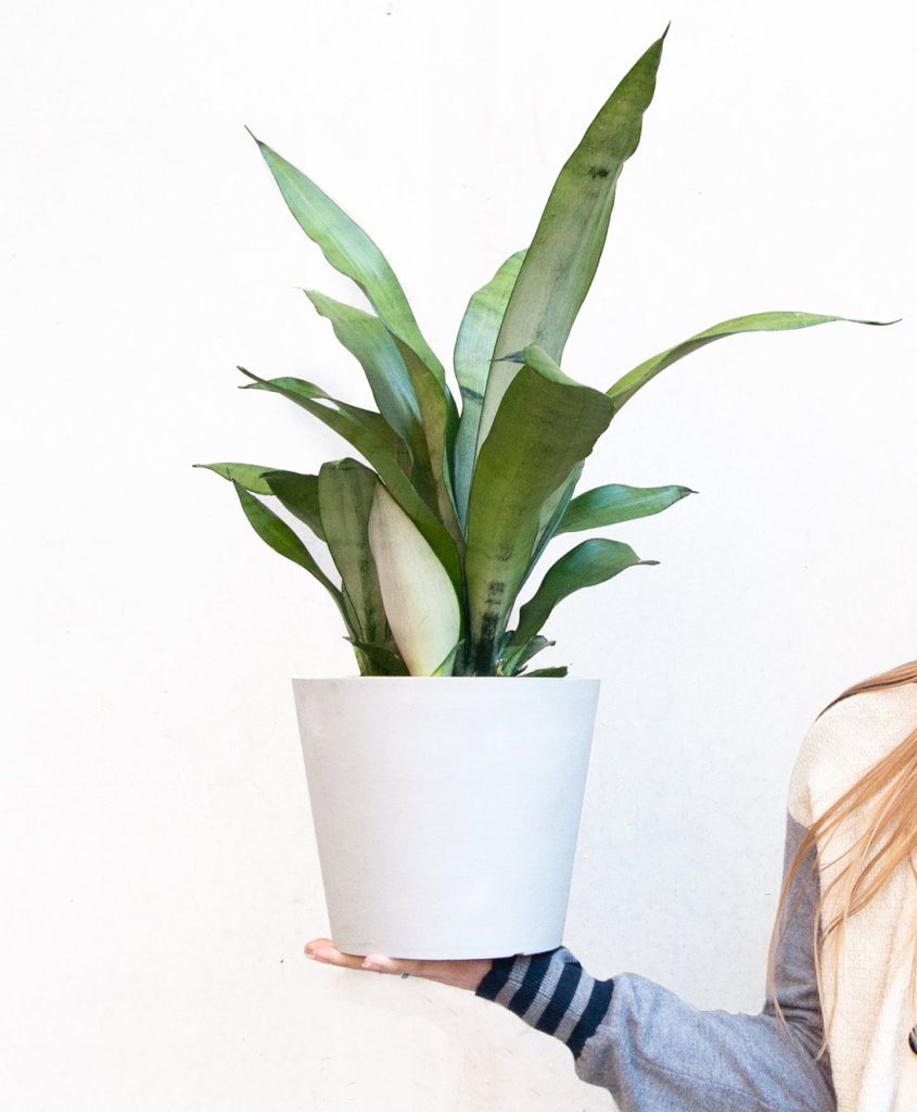 Buy Potted Bloomscape Sansevieria Moonshine