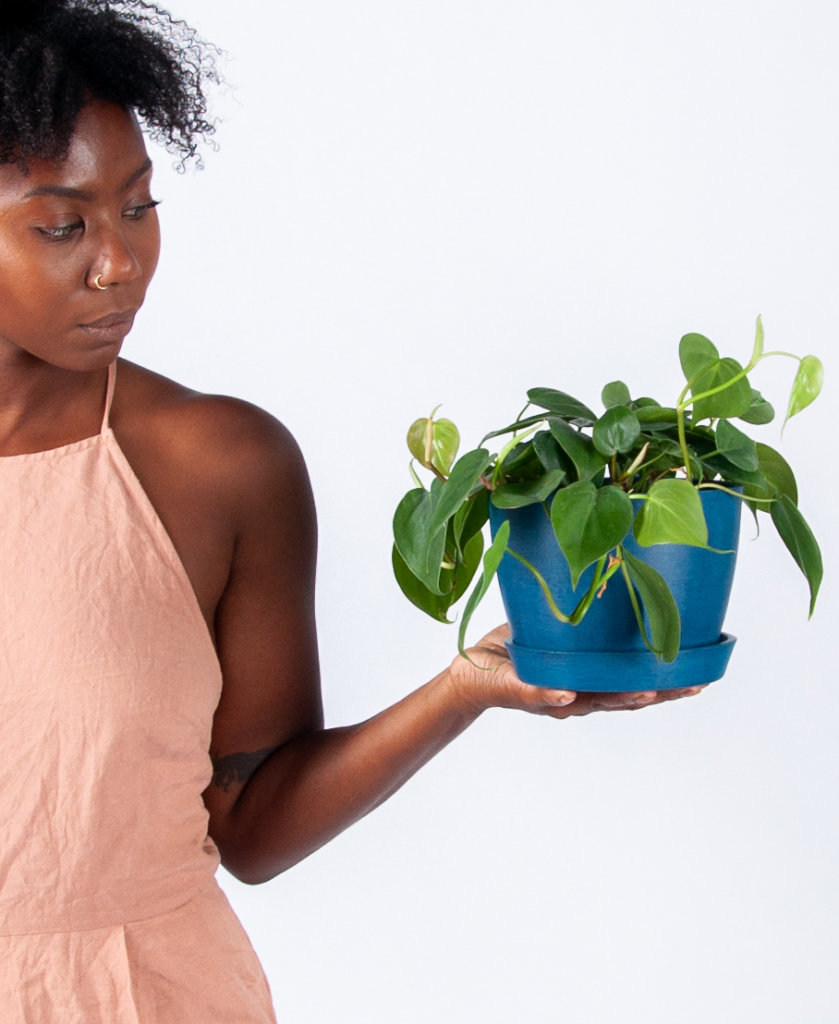 Buy Potted Bloomscape Heartleaf Philodendron