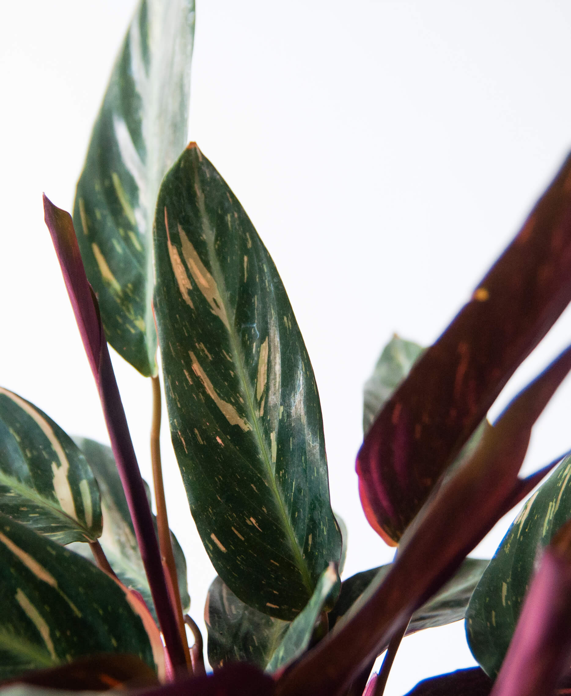 Buy Potted Stromanthe Peacock Indoor Plant