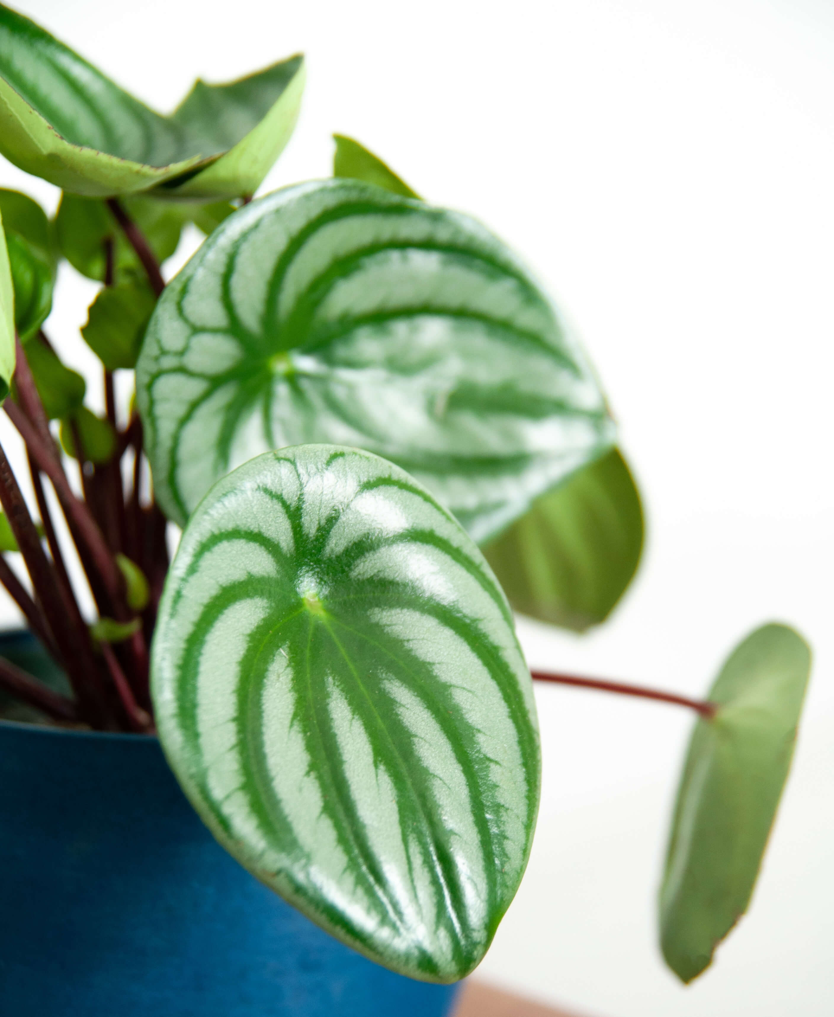 How to Care for a Watermelon Peperomia | Bloomscape