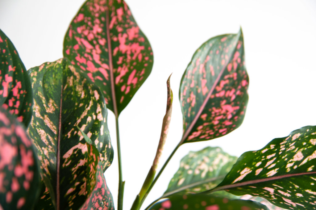 What Does New Growth Look Like? | Bloomscape