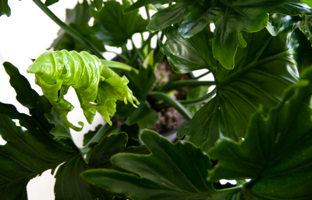 What Does New Growth Look Like? | Bloomscape