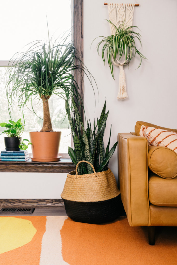 Transform your Apartment with Plants