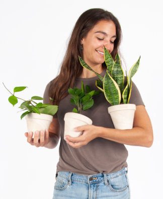 Tough Stuff Collection as the Best Indoor Plants for Dorm