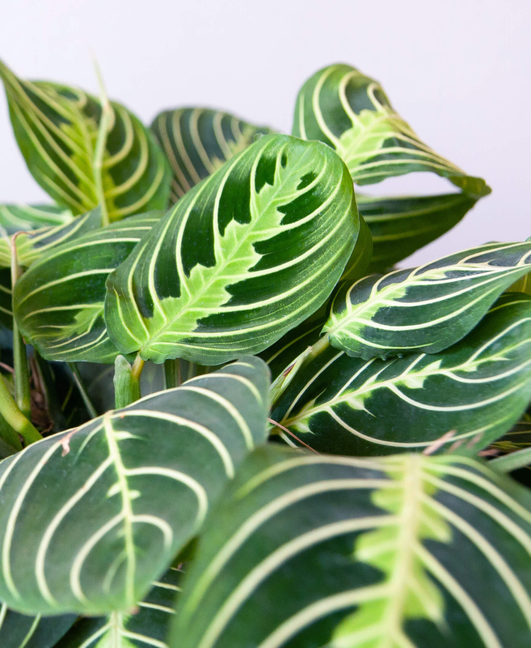 Buy Bloomscape Potted Neon Prayer Plant