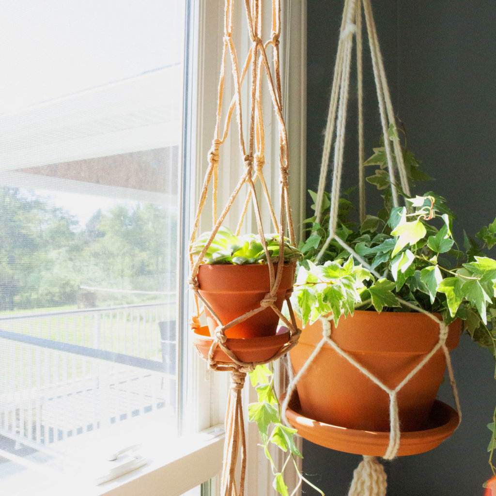 Plant Care Tips For Healthy Indoor Succulents | Bloomscape