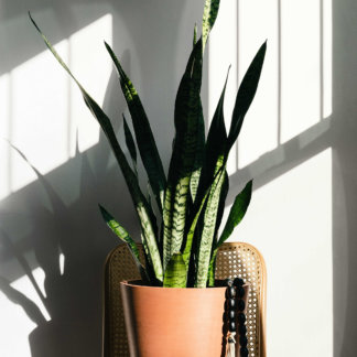 Snake Plant with upright sword-like green leaves