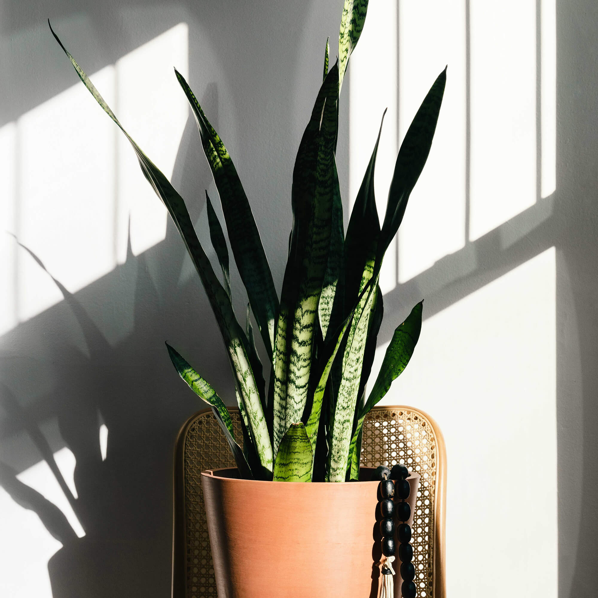Snake Plant with upright sword-like green leaves