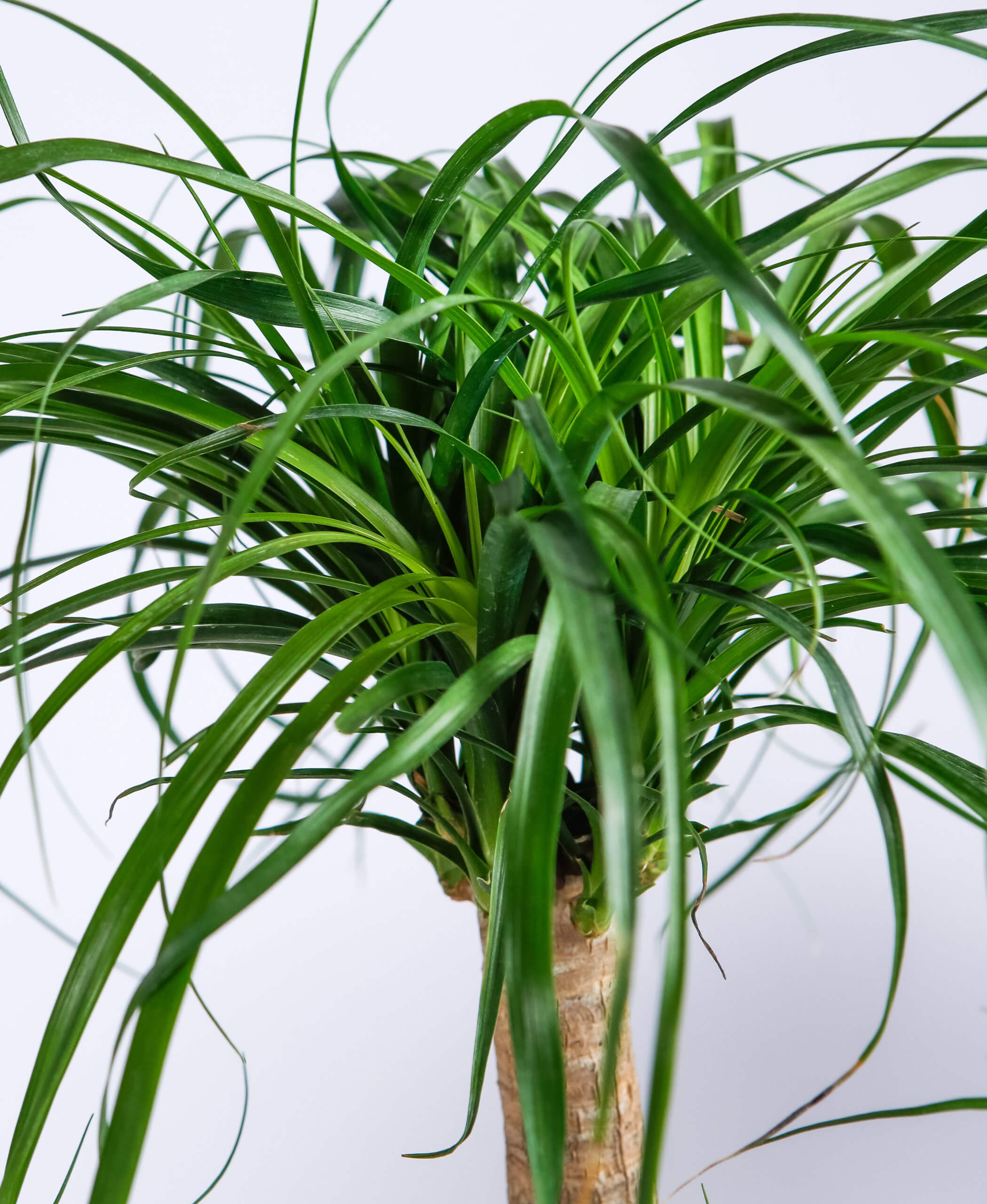 Buy Bloomscape Ponytail Palm Indoor Plant