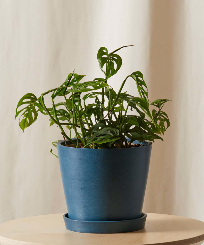 Monstera Indoor Plant for Dark Spaces