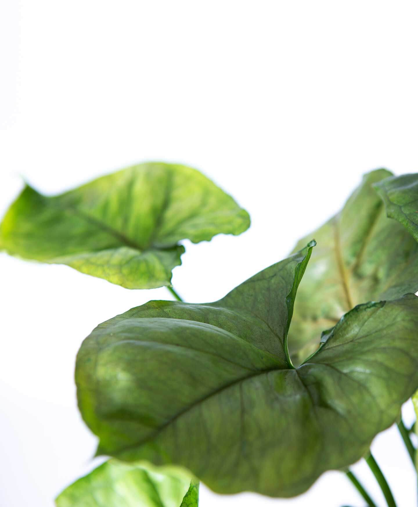 Buy Bloomscape Arrowhead Plant