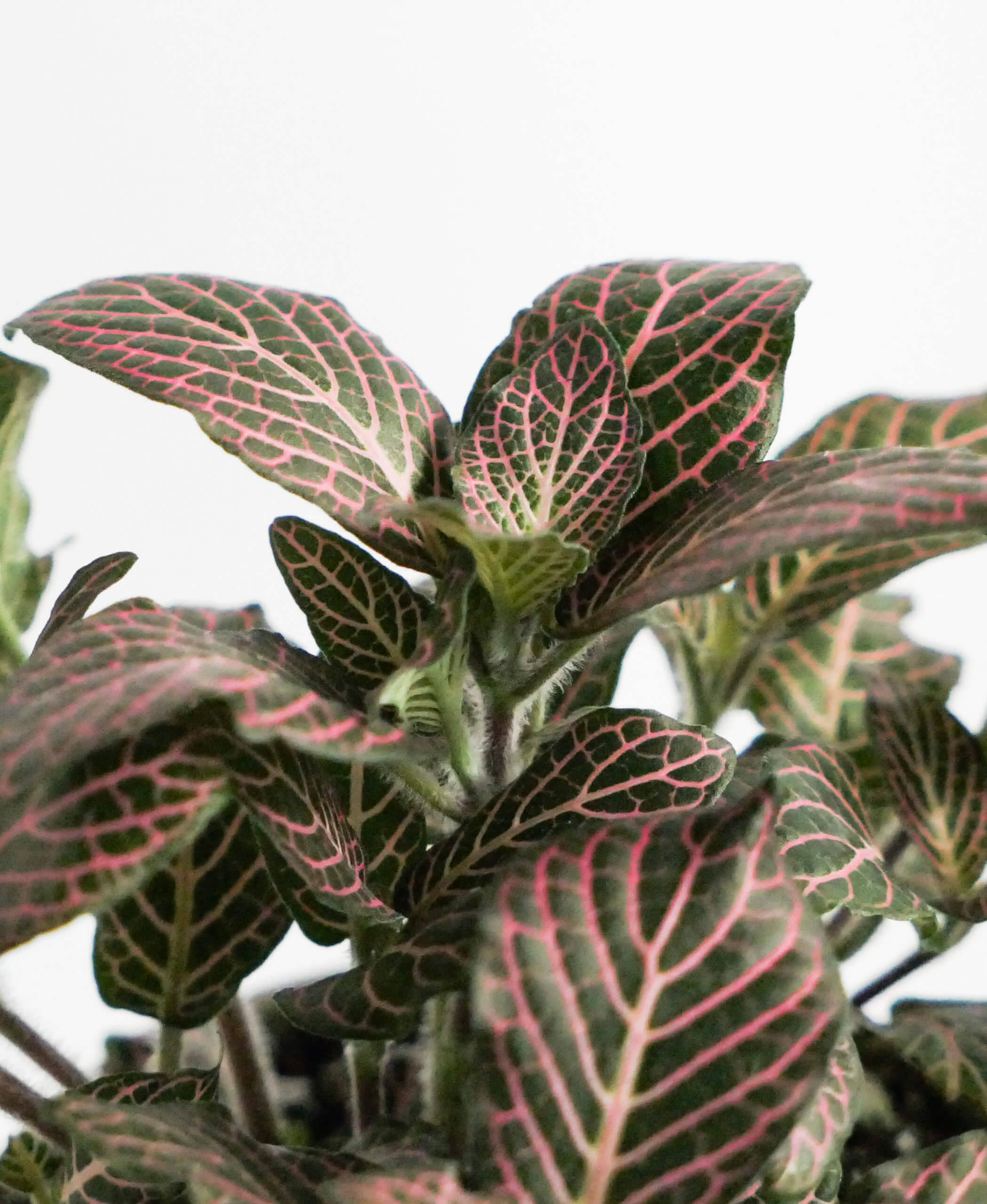 Buy Bloomscape Fittonia Indoor Plant