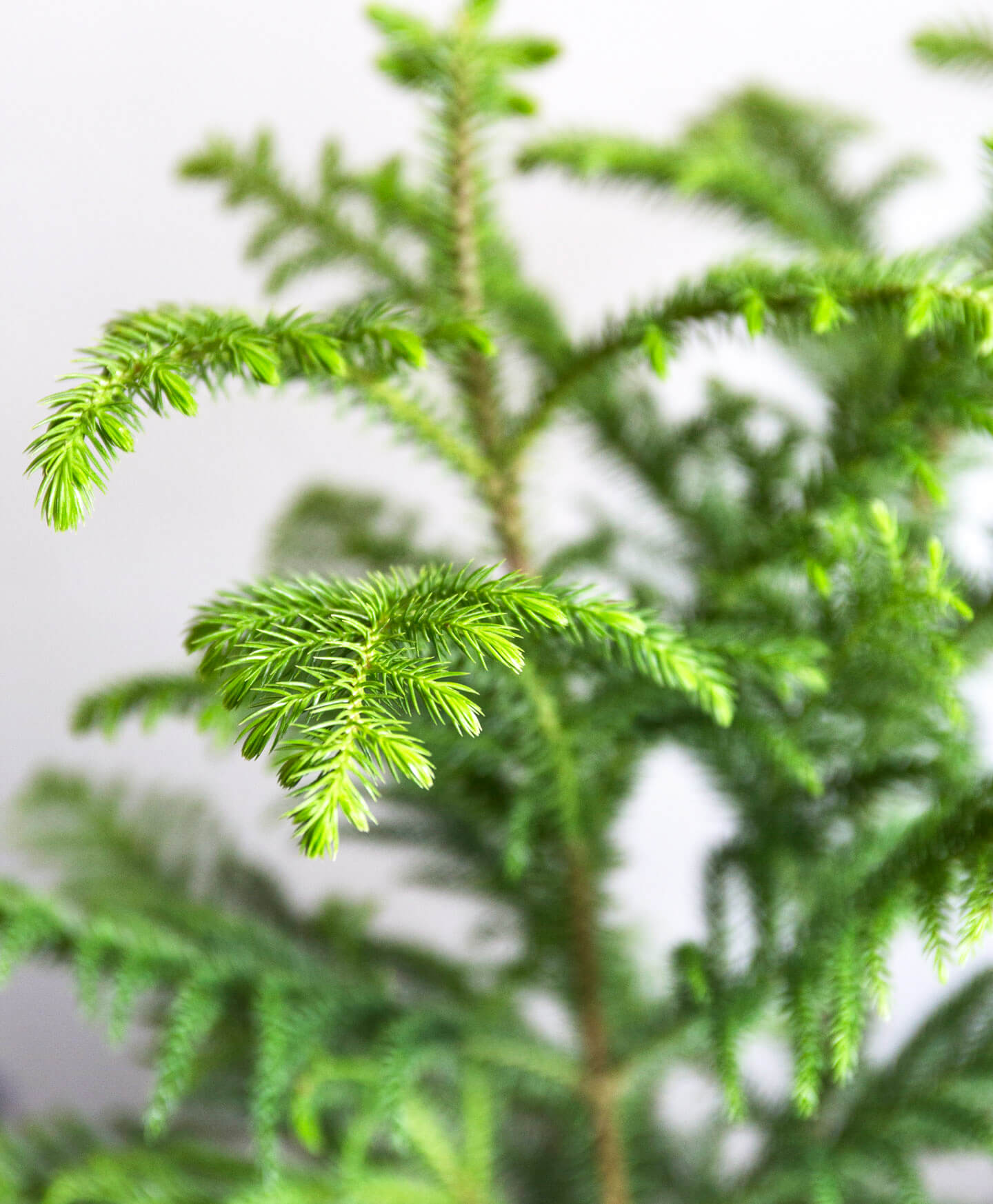 Buy Bloomscape Norfolk Pine Indoor Plant