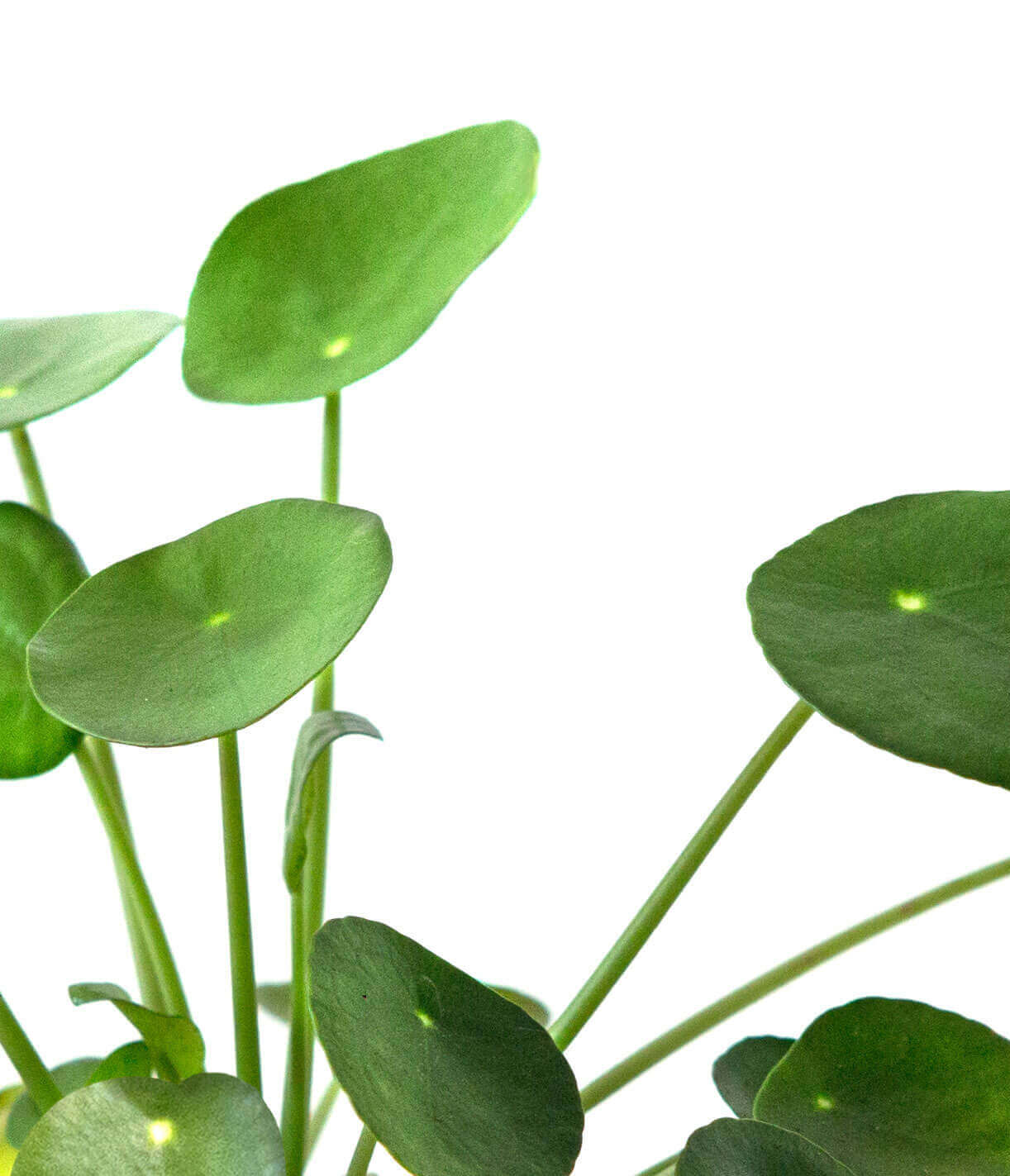 Buy Bloomscape Pilea Indoor Plant