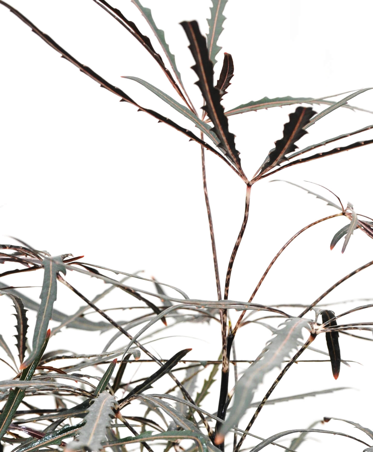 Buy Bloomscape Plerandra Indoor Plant