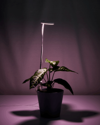 grow light on