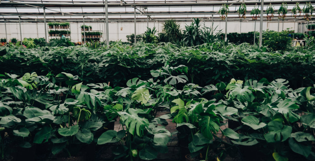 Bloomscape Private Sale