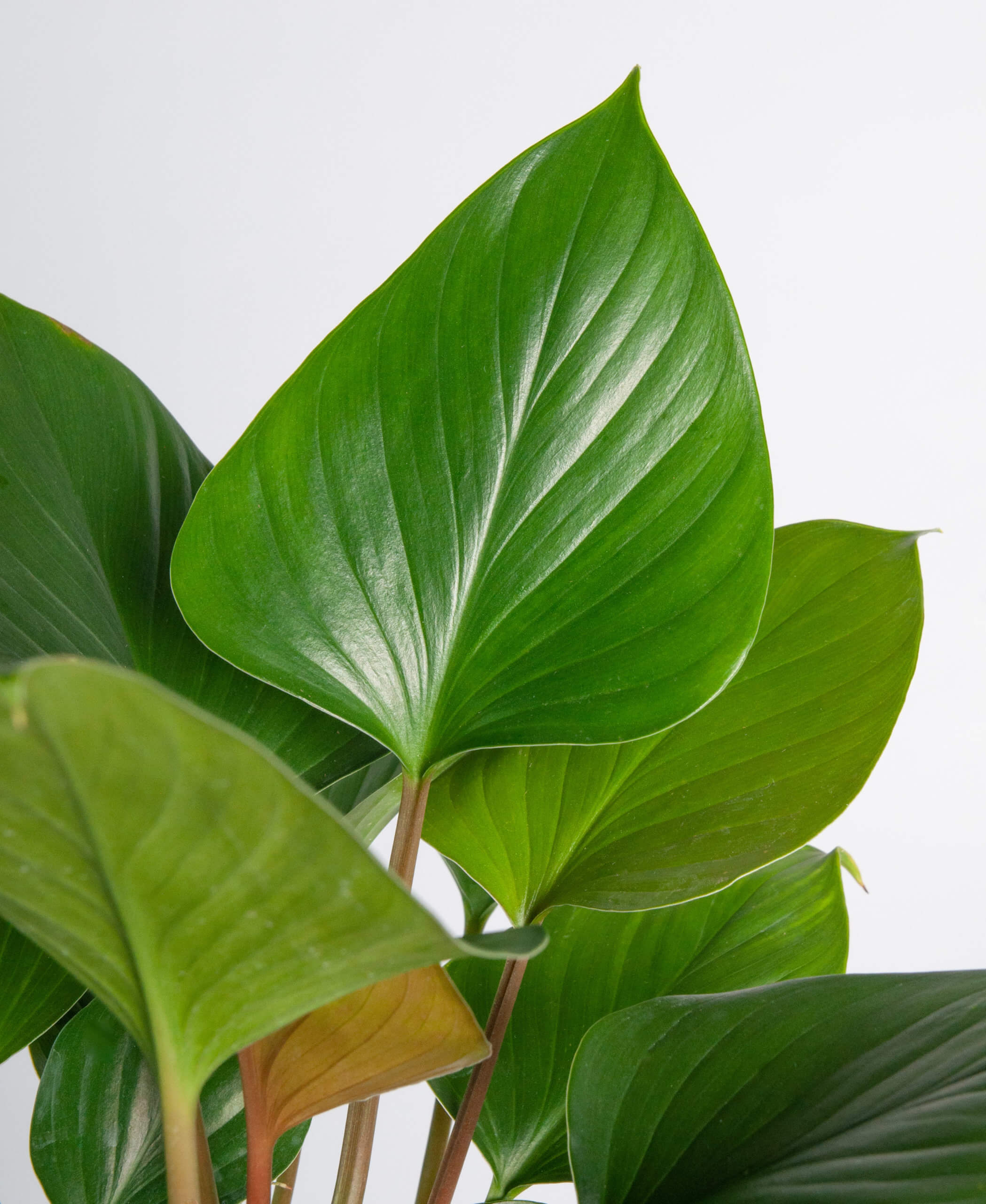 Buy Bloomscape Homolomena Indoor Plant