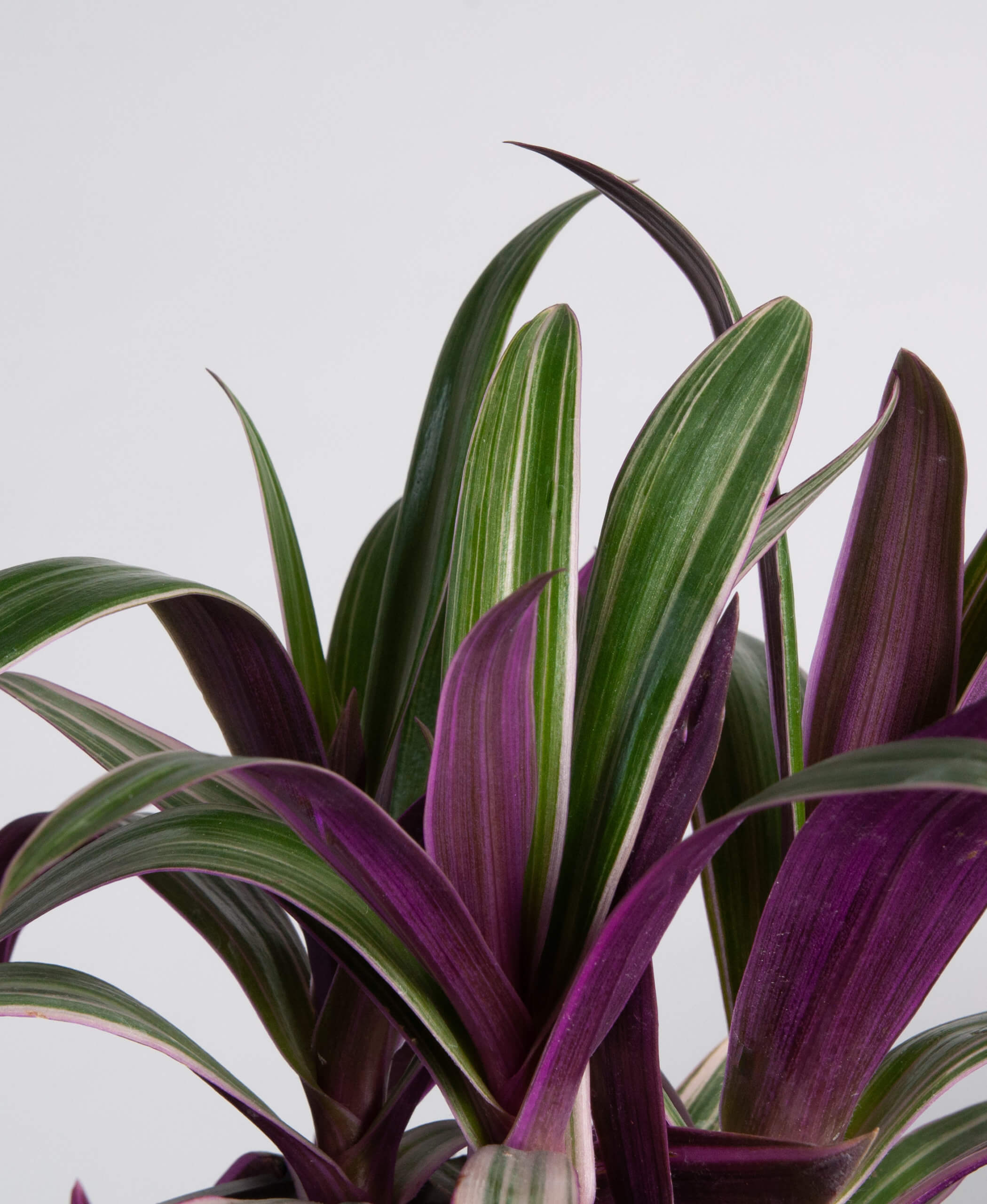 Buy Bloomscape Oyster Indoor Plant